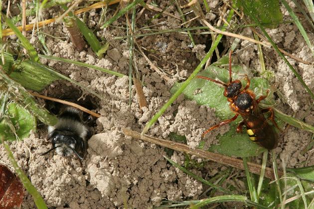 Nomada lathburiana oberhalb von Andrena cineraria - W'tal, 15.04.2005