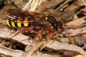 Nomada lathburiana, W