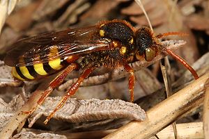 Nomada lathburiana, W