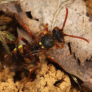 Wespenbiene: Nomada lathburiana, W