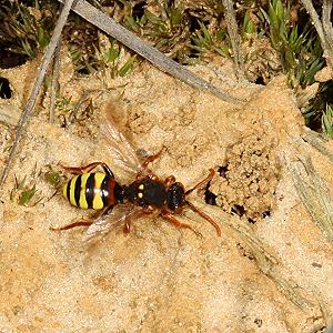 Nomada lathburiana, W