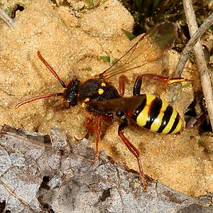 Nomada lathburiana, W