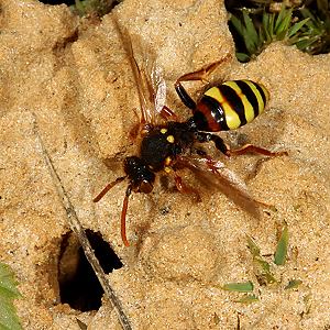 Nomada lathburiana, W