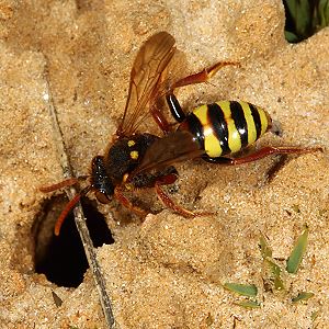 Nomada lathburiana, W