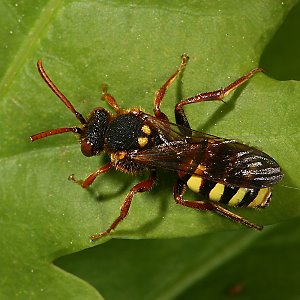 Nomada lathburiana, W