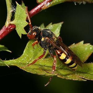 Nomada lathburiana, W