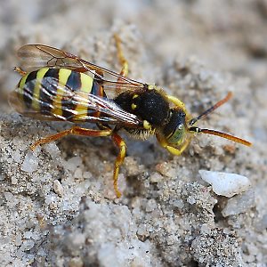 Nomada lathburiana, M