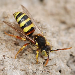 Nomada lathburiana, M