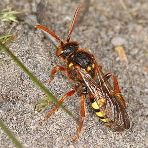 Nomada lathburiana, W