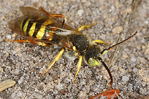 Nomada lathburiana, M