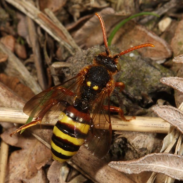 Nomada lathburiana, W
