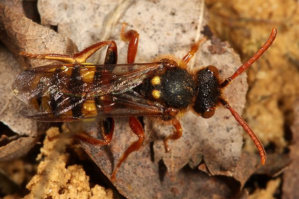 Nomada lathburiana, W