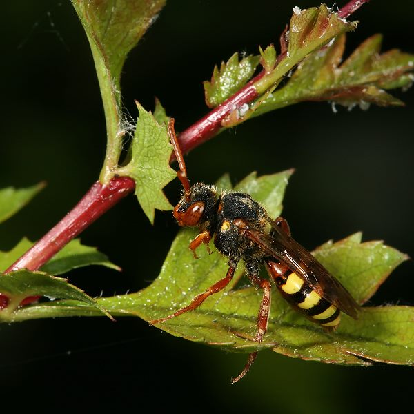 Nomada lathburiana, W