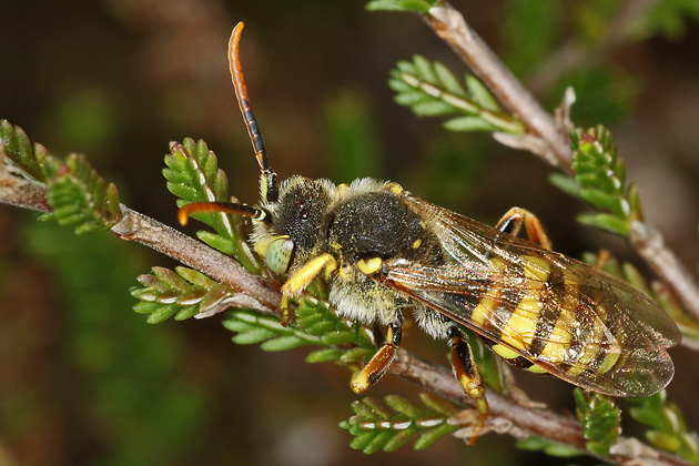 Nomada lathburiana, M