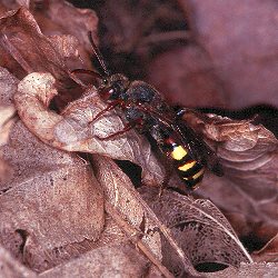 Wespenbiene: Nomada leucophthalma, W Wespenbiene: Nomada leucophthalma, W