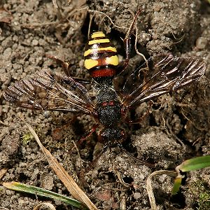 Wespenbiene: Nomada leucophthalma, W Wespenbiene: Nomada leucophthalma, W