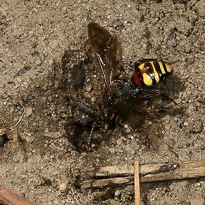 Nomada leucophthalma, W Nomada leucophthalma W
