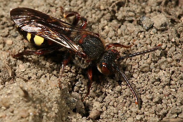 Wespenbiene: Nomada leucophthalma, W Wespenbiene: Nomada leucophthalma, W