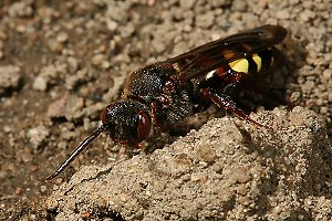 Wespenbiene: Nomada leucophthalma, W Wespenbiene: Nomada leucophthalma, W