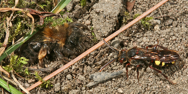 Andrena clarkella W + Nomada leucophthalma W Andrena clarkella W + Nomada leucophthalma W