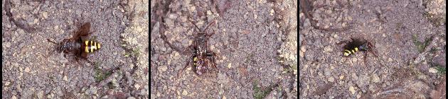Nomada leucophthalma findet eine Niströhre von Andrena clarkella Nomada leucophthalma findet eine Niströhre von Andrena clarkella