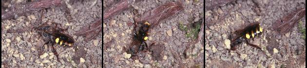 Nomada leucophthalma buddelt sich ein eine Niströhre von Andrena clarkella ein Nomada leucophthalma buddelt sich ein eine Niströhre von Andrena clarkella ein