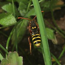 Wespenbiene: Nomada marshamella, W Wespenbiene: Nomada marshamella, W
