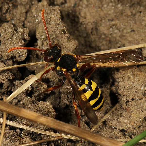 Nomada marshamella, W
