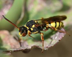 Wespenbiene: Nomada melathoracica, W Wespenbiene: Nomada melathoracica, W