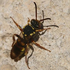 Nomada melathoracica Nomada melathoracica