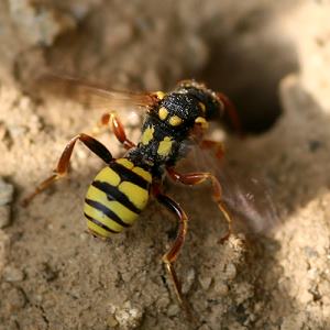 Wespenbiene: Nomada melathoracica, W Nomada melathoracica, W