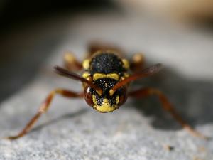Wespenbiene: Nomada melathoracica, W: Gesicht Wespenbiene: Nomada melathoracica, W: Gesicht