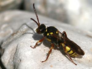 Nomada melathoracica, W Nomada melathoracica, W