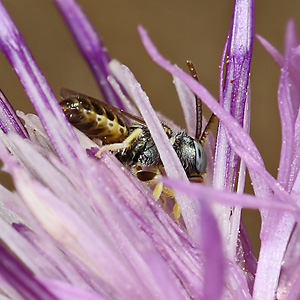 Nomioides minutissimus, M Nomioides minutissimus, M