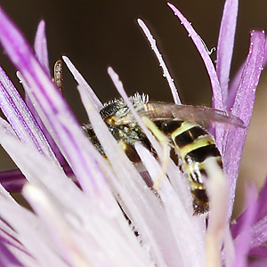 Nomioides minutissimus, M Nomioides minutissimus, M