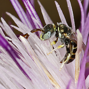 Nomioides minutissimus, M Nomioides minutissimus, M