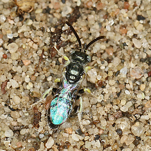Nomioides minutissimus, M Nomioides minutissimus, M