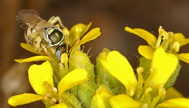 Nomioides minutissimus, W Nomioides minutissimus, W