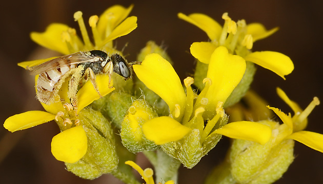 Nomioides minutissimus, W Nomioides minutissimus, W