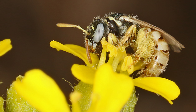 Nomioides minutissimus, W Nomioides minutissimus, W