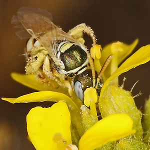 Nomioides minutissimus, W Nomioides minutissimus, W