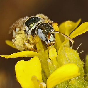 Nomioides minutissimus, W Nomioides minutissimus, W