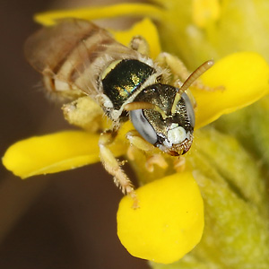 Nomioides minutissimus, W Nomioides minutissimus, W