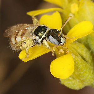 Nomioides minutissimus, W Nomioides minutissimus, W