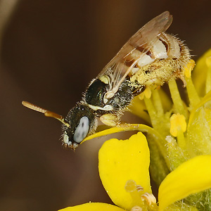 Nomioides minutissimus, W Nomioides minutissimus, W