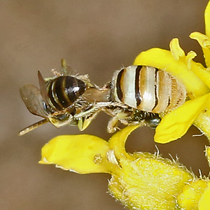 Nomioides minutissimus, W Nomioides minutissimus, W