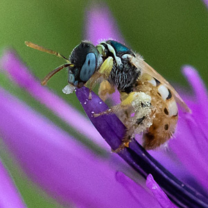 Nomioides minutissimus, W Nomioides minutissimus, W