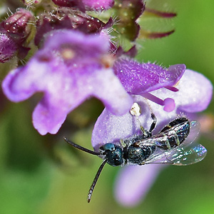 Nomioides minutissimus, M Nomioides minutissimus, M