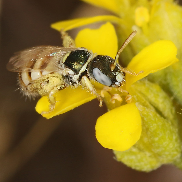 Nomioides minutissimus, W