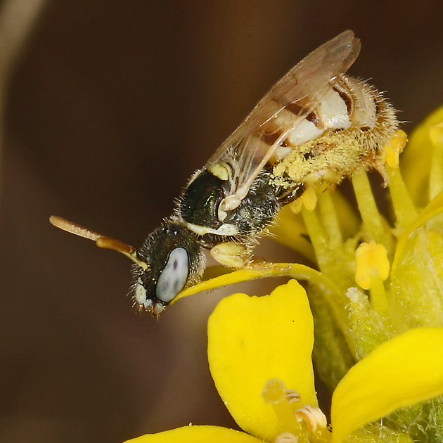 Nomioides minutissimus, W